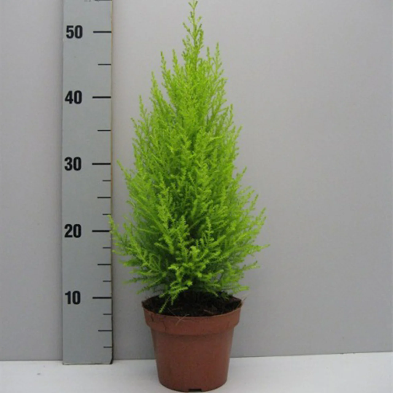 Cupressus macro. Goldcrest Wilma pyramid