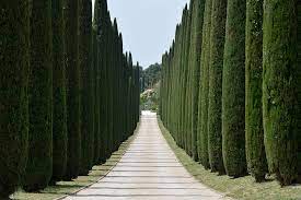 CUPRESSUS SEMP. PYRAMIDALIS CLT 25 / 30 H 175 - 200 CM - Image 2
