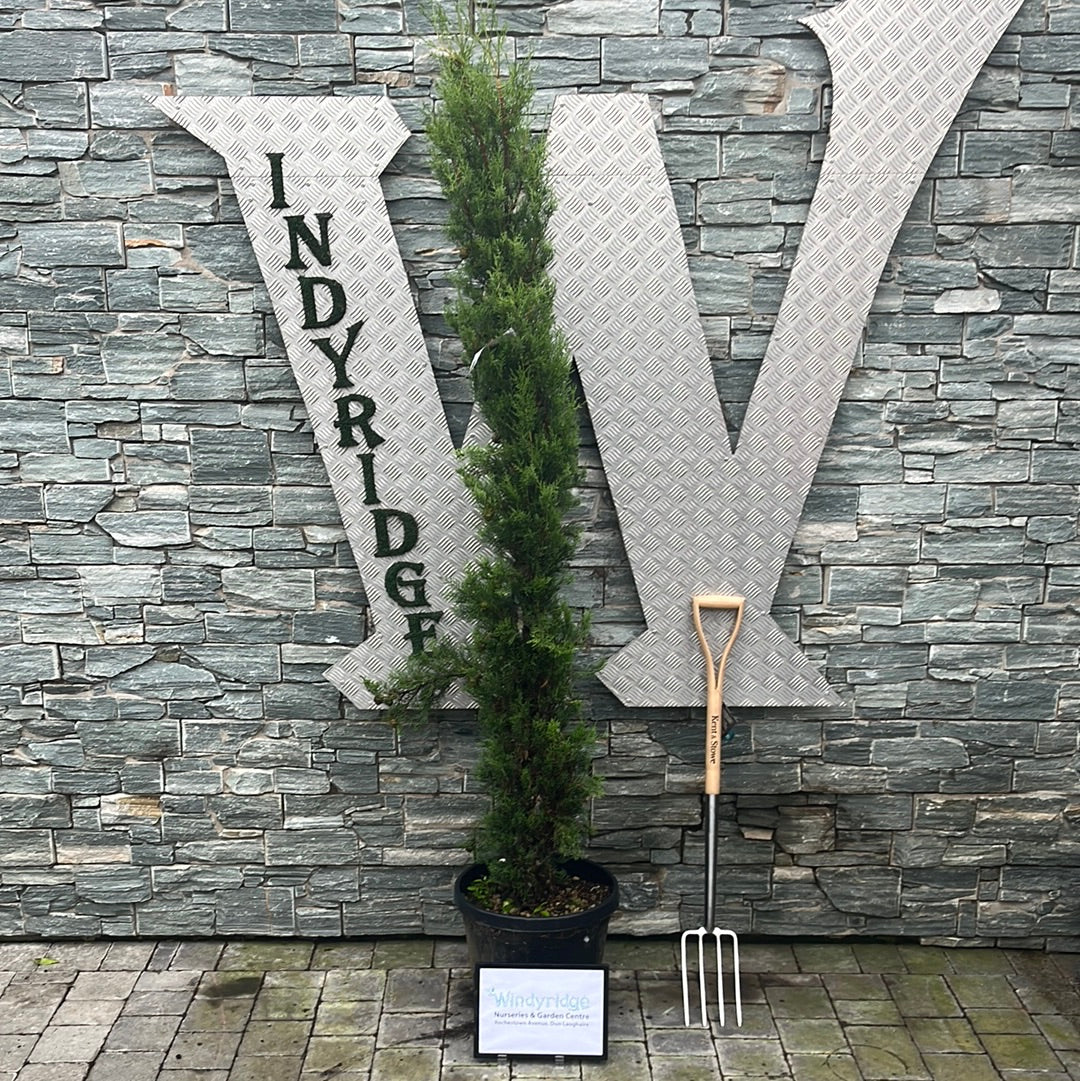 CUPRESSUS SEMP. PYRAMIDALIS CLT 25 / 30 H 175 - 200 CM - Image 3