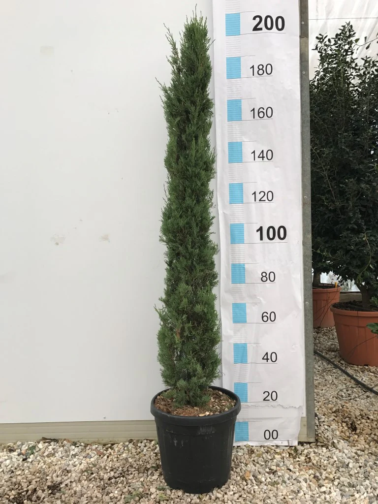CUPRESSUS SEMP. PYRAMIDALIS CLT 45 H 175 - 200 CM