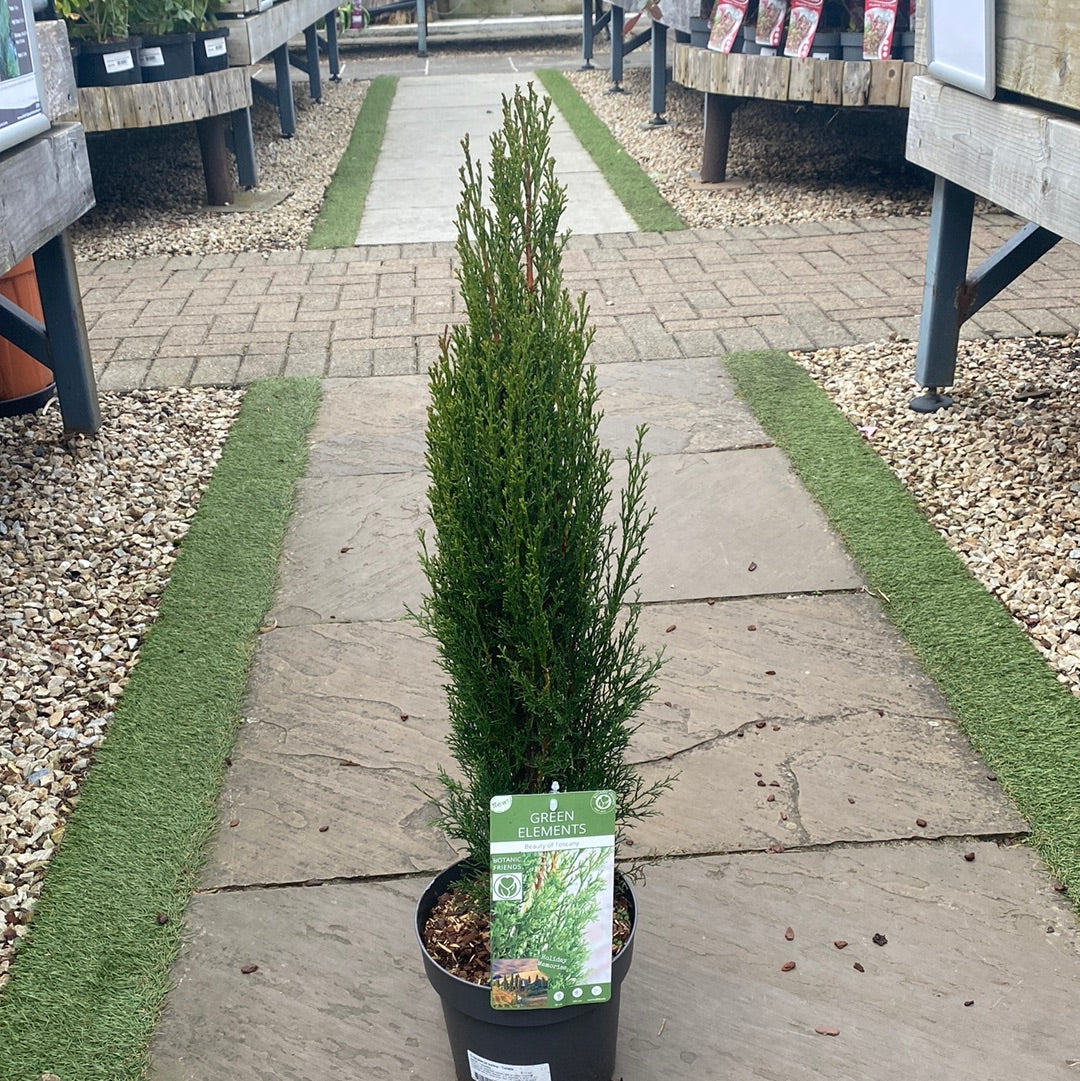 Cupressus semp. Totem  3 Ltr pot