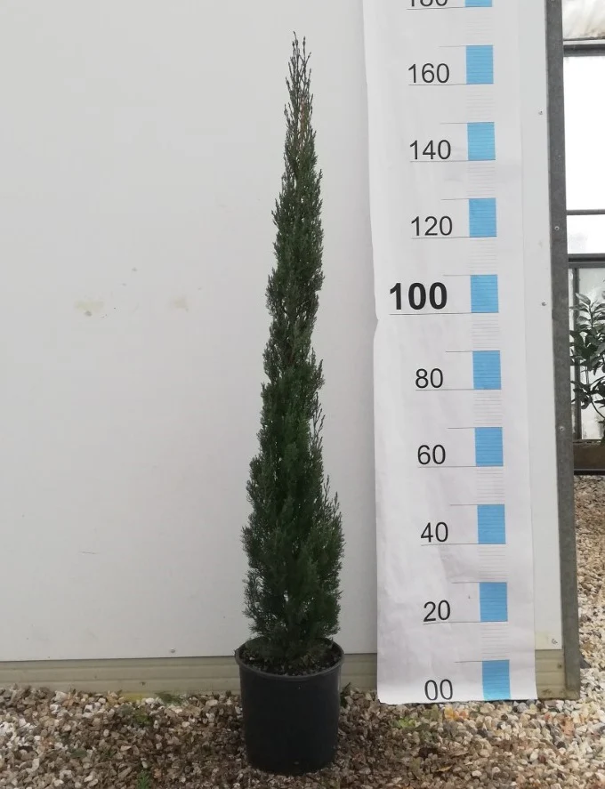 CUPRESSUS SEMP. TOTEM CLT 10 H 100 - 125 CM