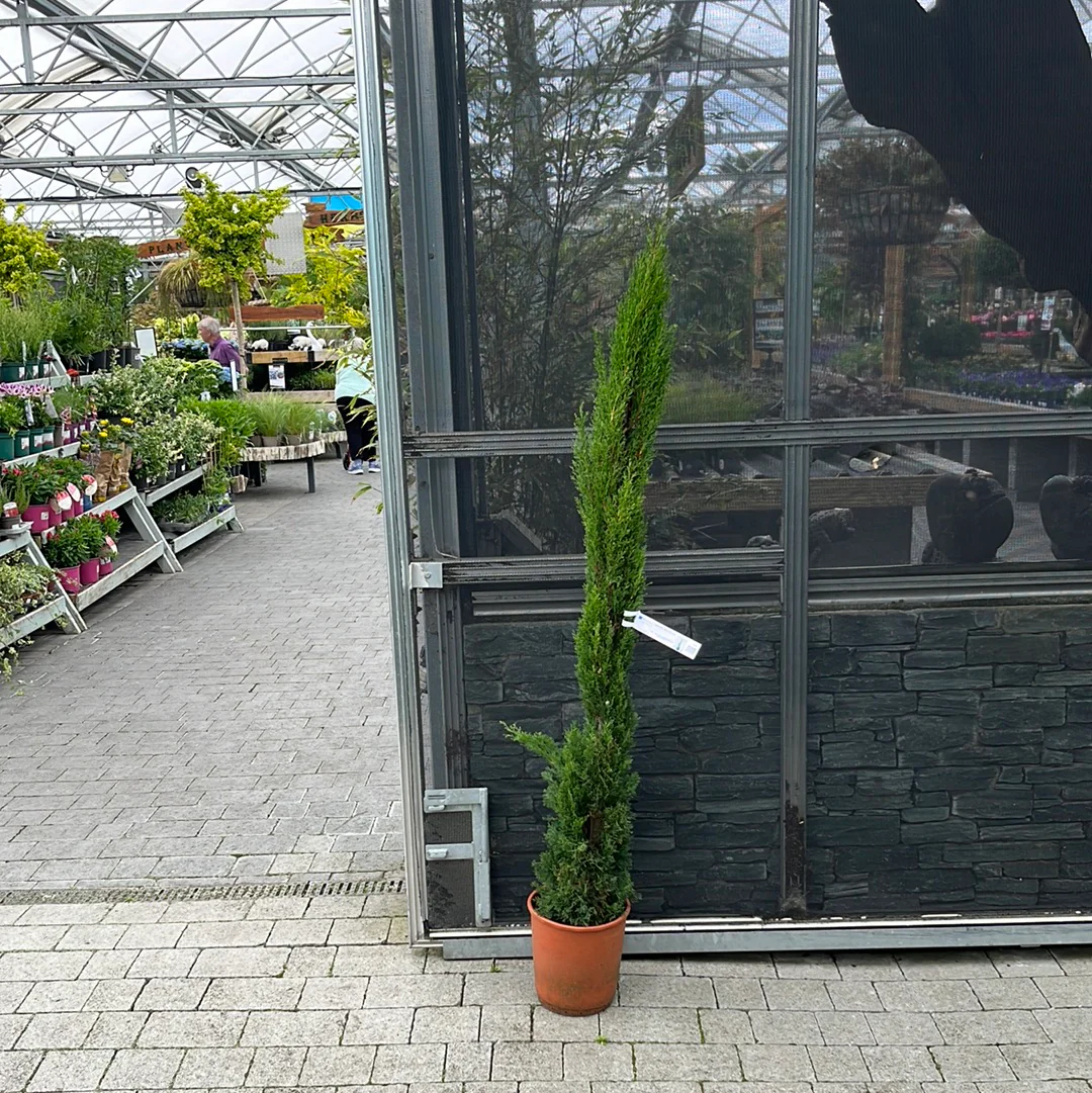 CUPRESSUS SEMP. TOTEM CLT 7/10 H 80 - 100 CM - Image 3