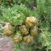Cupressus sempervirens P19