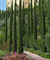 Cupressus sempervirens P19 - Image 2