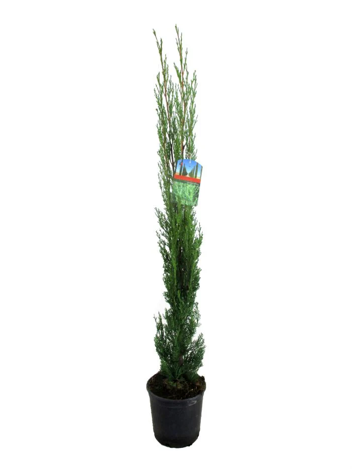 Cupressus sempervirens P19 - Image 3