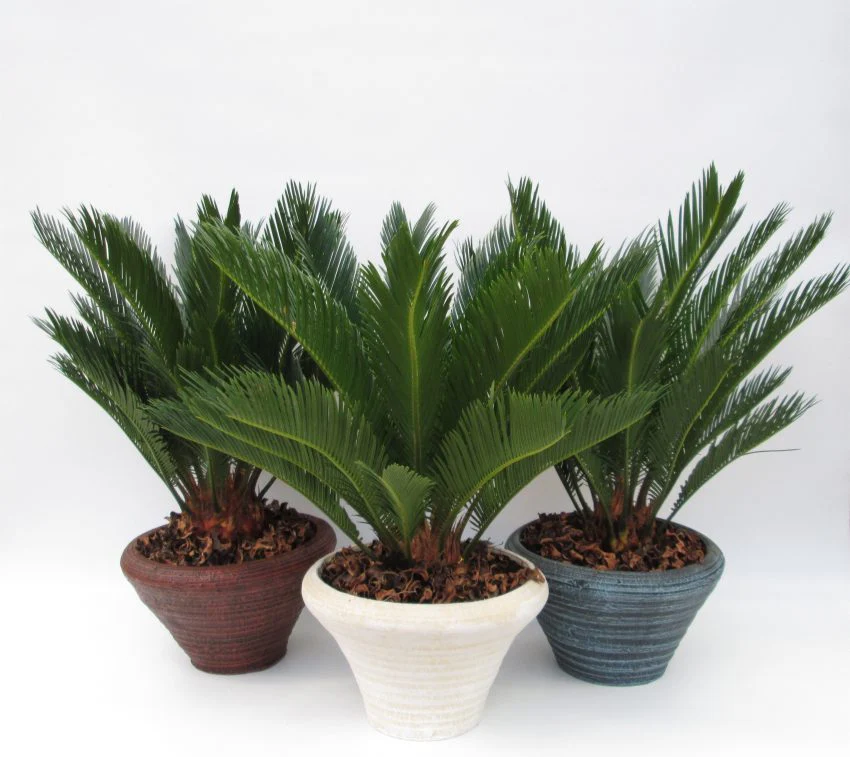 Cycas revoluta 26 cm stoneware pot