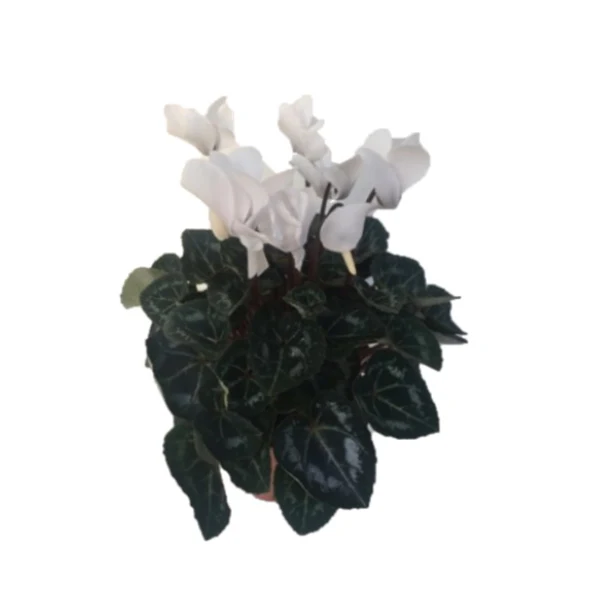 Cyclamen - Image 4