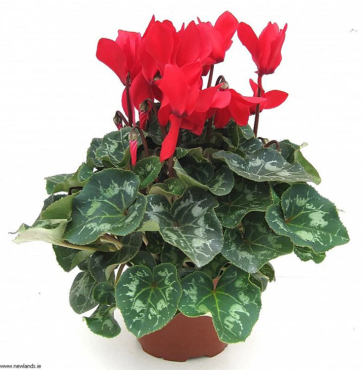 Cyclamen F1 mix