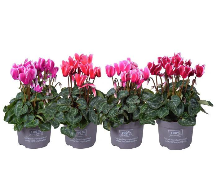 Cyclamen F1 mix - Image 2