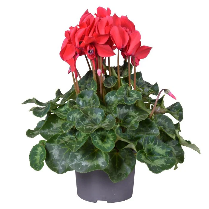 Cyclamen (F1) red or white P13