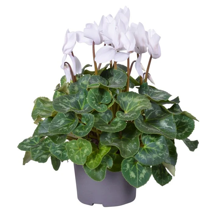 Cyclamen (F1) red or white P13 - Image 2
