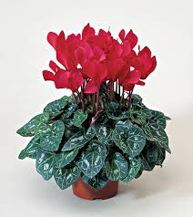 Cyclamen (Super Serie)