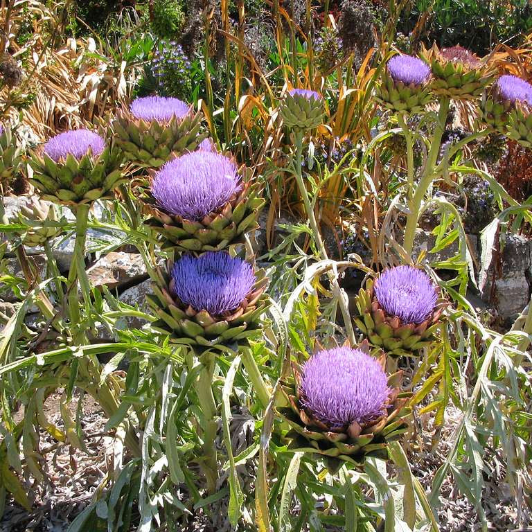 CYNARA scolymus - Image 2