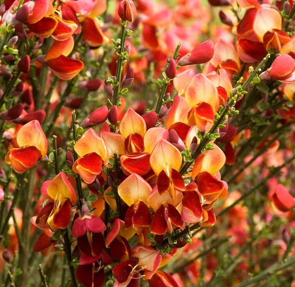Cytisus Lena