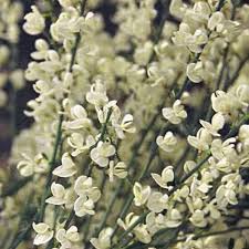 Cytisus Praecox Albus - Image 2