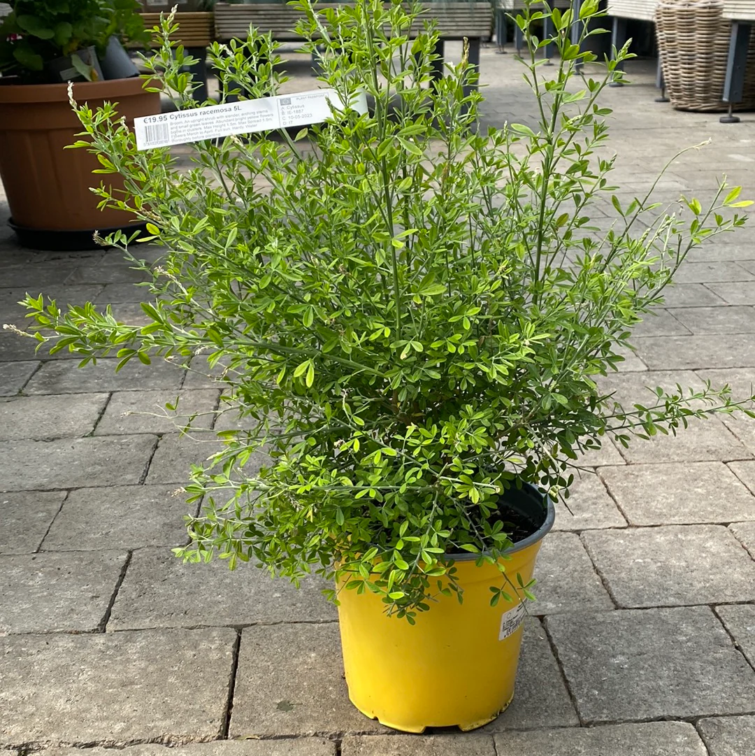 CYTISUS racemosa    5L - Image 2