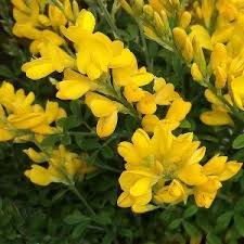 Cytisus  Racemosus - Image 2