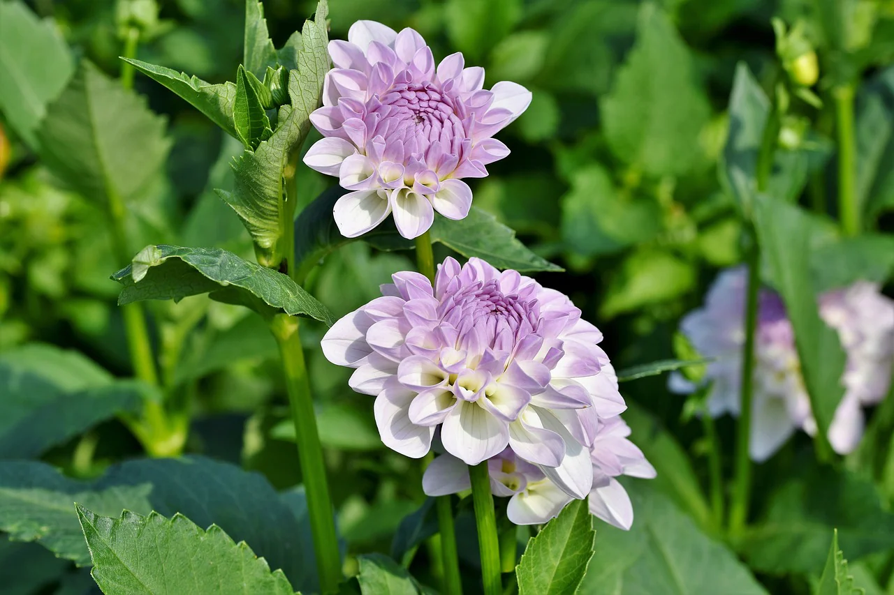 DAHLIA Blue Wish