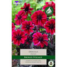 DAHLIA DRACULA