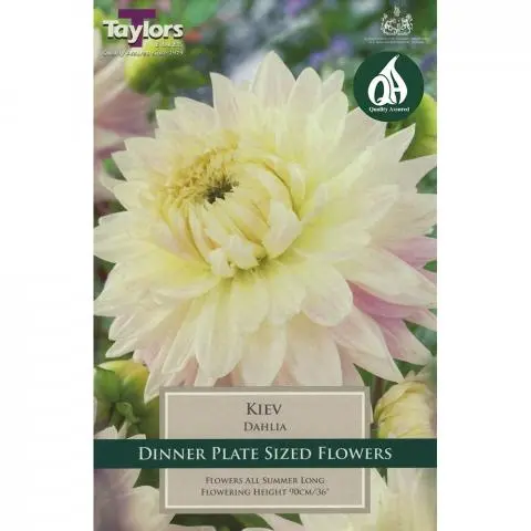 DAHLIA KIEV
