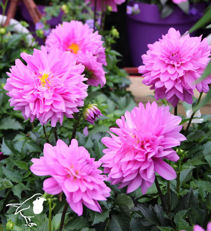 Dahlia Maxi