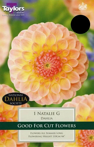 DAHLIA NATALIE G I