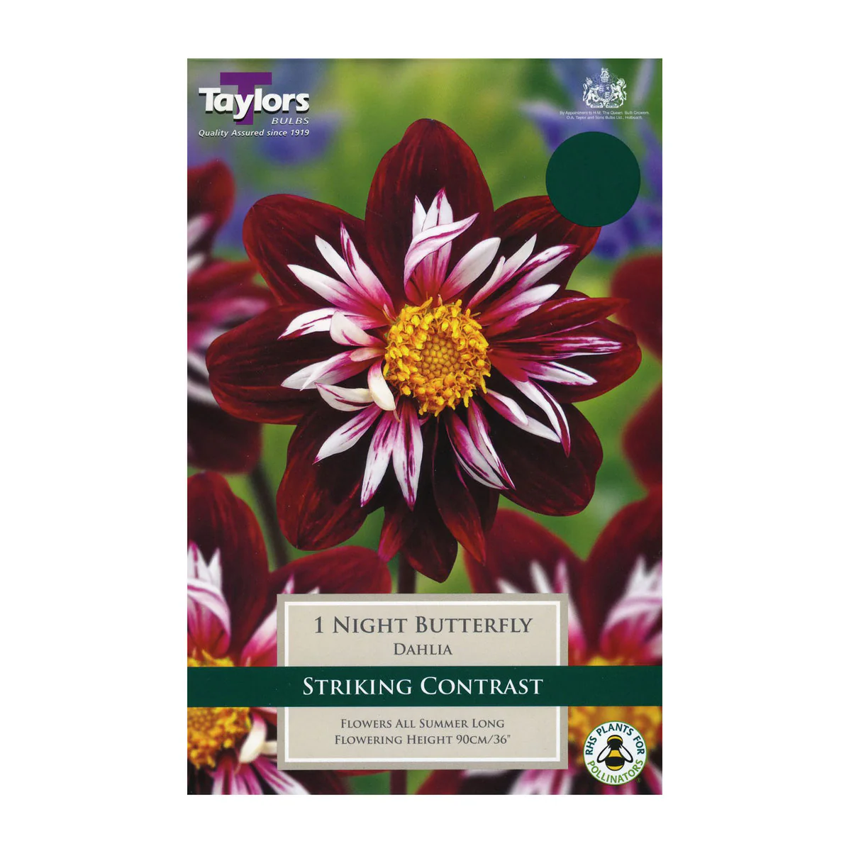 DAHLIA NIGHT BUTTERFLY