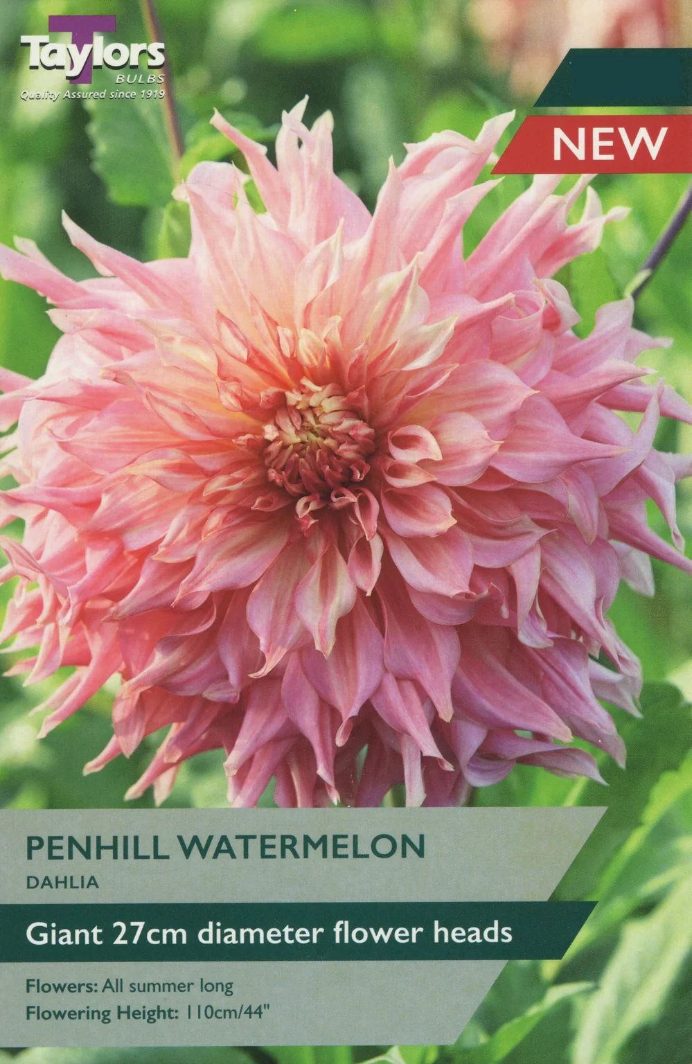 DAHLIA PENHILL WATERMELON