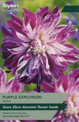 DAHLIA PURPLE EXPLOSION 1