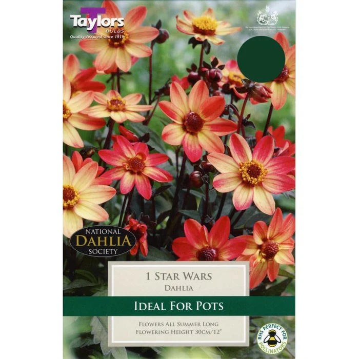 DAHLIA STAR WARS