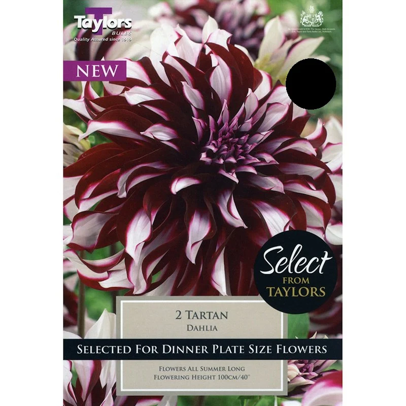 DAHLIA TARTAN