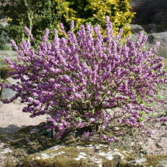 Daphne mezereum Rubra