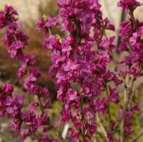 Daphne mezereum Rubra 60-70 CM C5