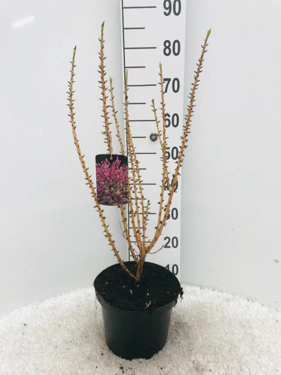 Daphne mezereum Rubra 60-70 CM C5 - Image 2