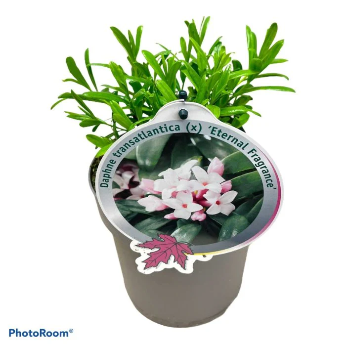 Daphne trans. Eternal Fragrance - Image 2