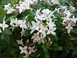 Daphne trans. Eternal Fragrance - Image 4