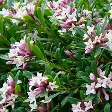 DAPHNE trans. Pink Fragrance - Image 2
