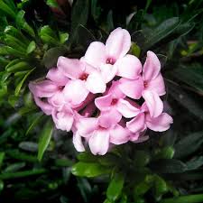 DAPHNE trans. Pink Fragrance - Image 3