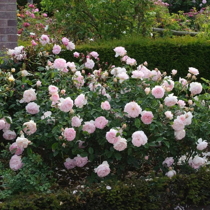 David Austin Gentle Hermione