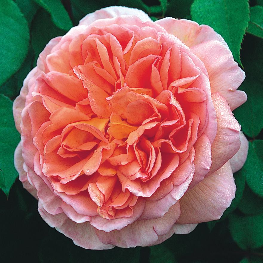 David Austin Rosa Abraham Darby