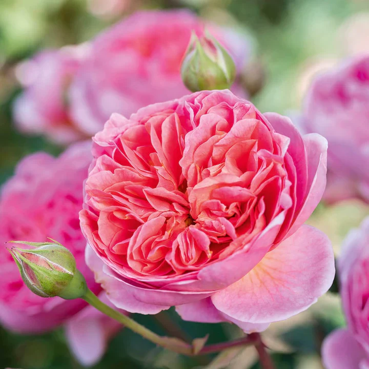 Rosa 'Boscobel' - Image 2
