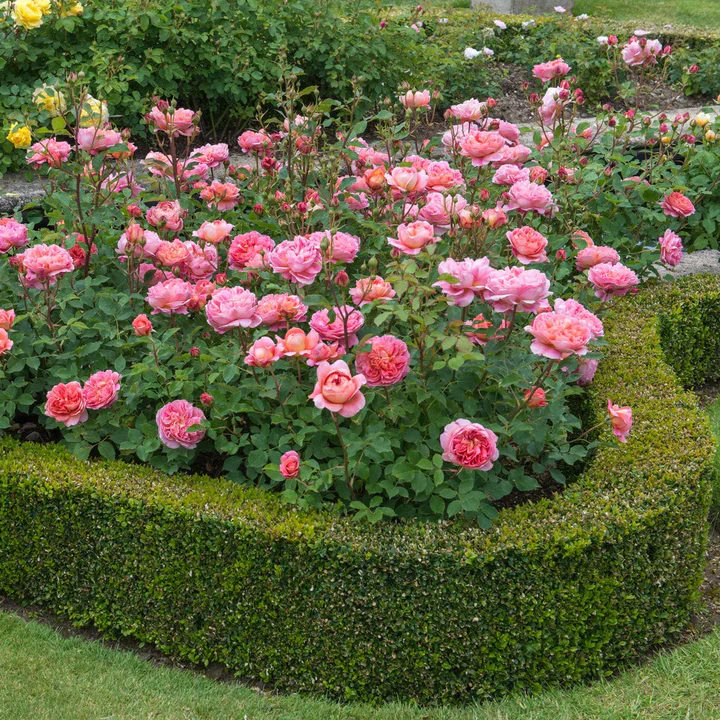 Rosa 'Boscobel' - Image 4
