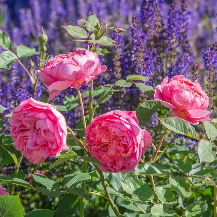 Rosa 'Boscobel' - Image 5