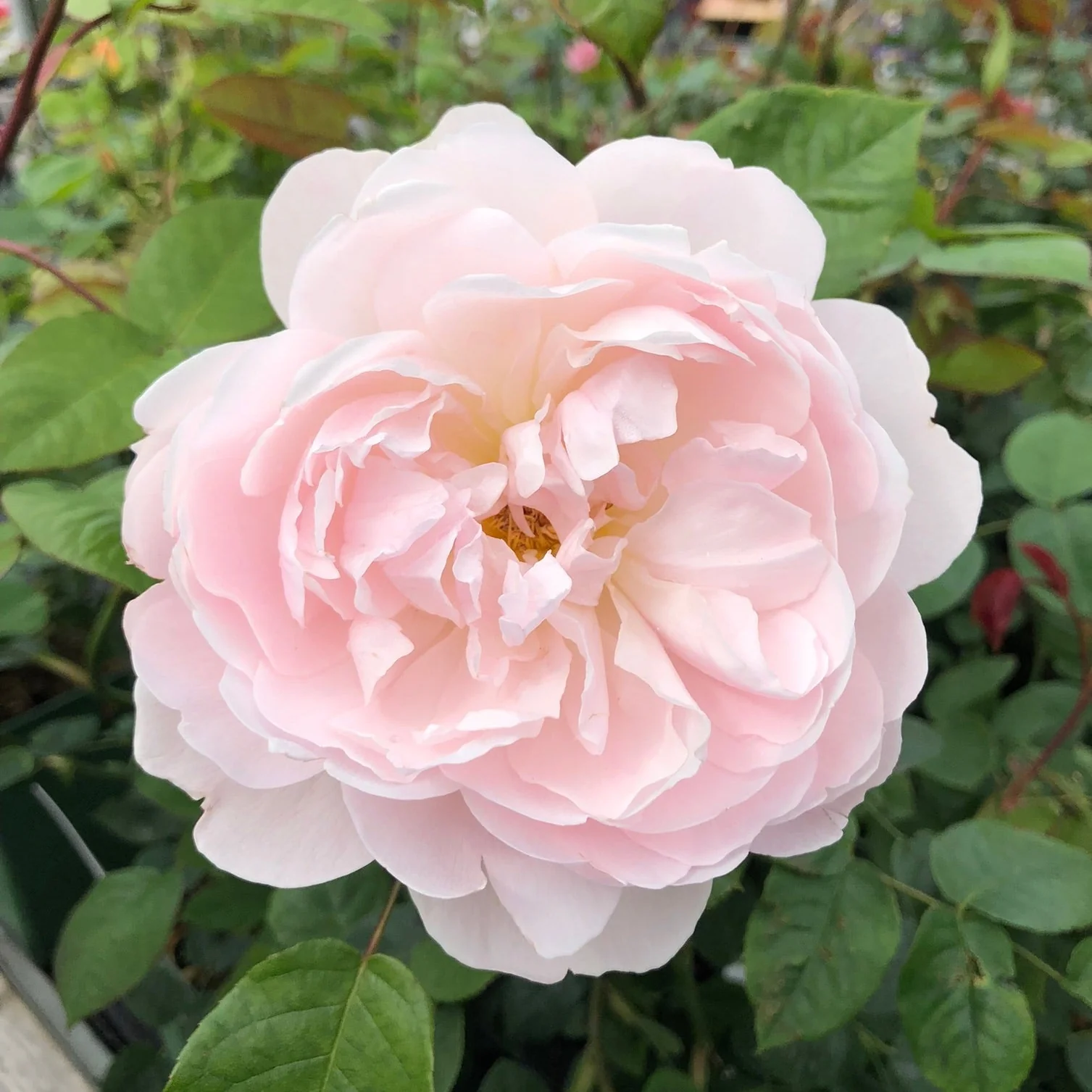 Rosa 'Gentle Hermione' - Image 2