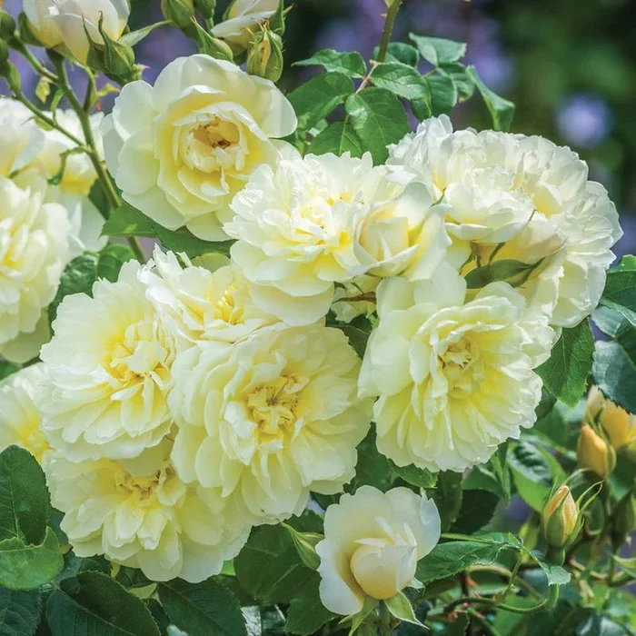 David Austin Rosa Imogen 6L Pot - Image 4