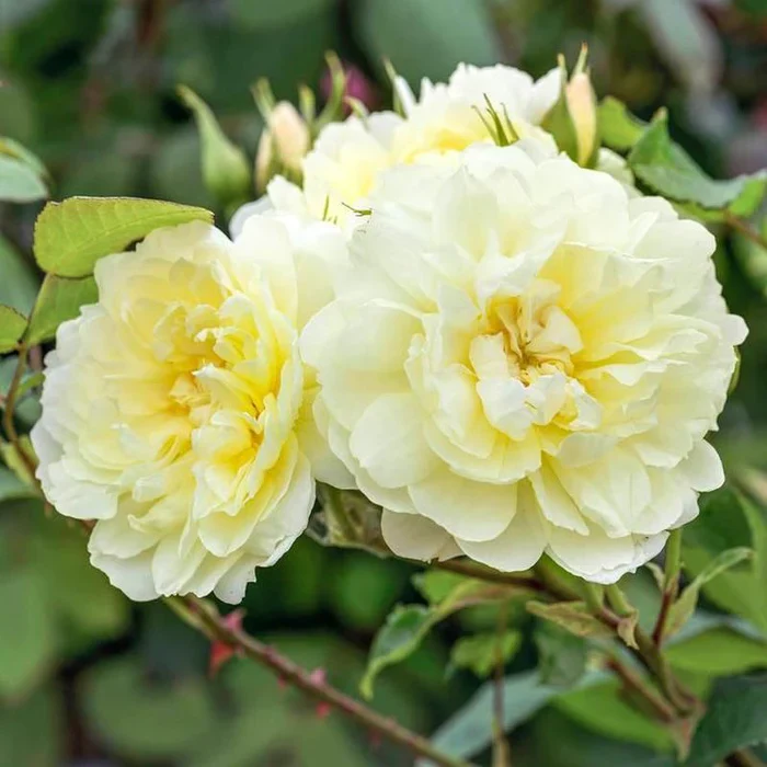 David Austin Rosa Imogen 6L Pot - Image 5