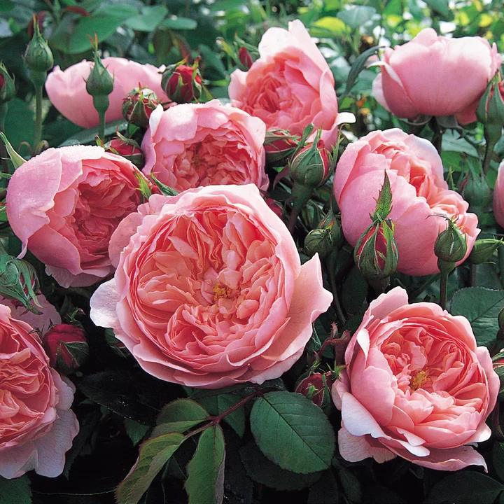 David Austin Rosa The Alnwick Rose