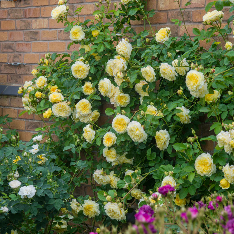 Rosa 'The Pilgrim' - Image 2