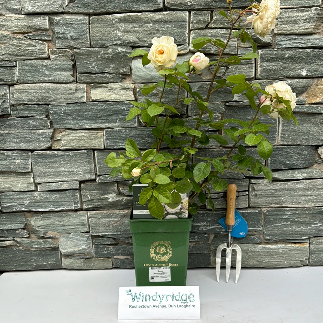Rosa 'Tranquillity'